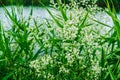 Aquatic plants Ã¢â¬â bulrush green leaves and cowbane or water hemlock